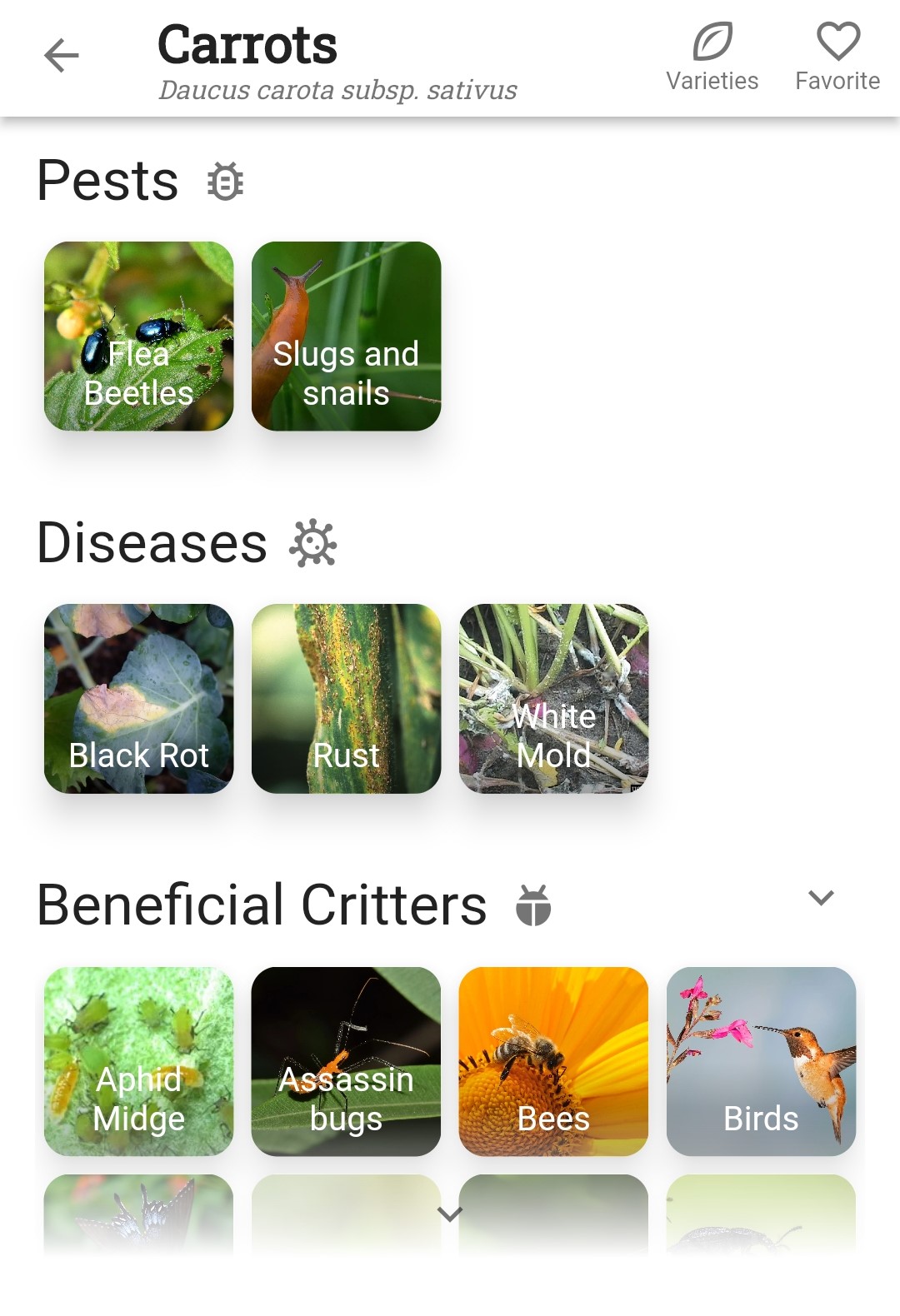 Screenshot of carrot Pests, Diseases, and Beneficial Critters